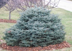 Picea pungens Glauca globosa / Gömb ezüstfenyő